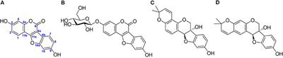 Mass Biosynthesis of Coumestrol Derivatives and Their Isomers via Soybean Adventitious Root Cultivation in Bioreactors